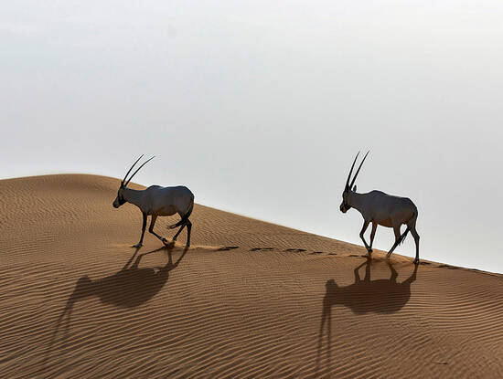 oryx in the desert