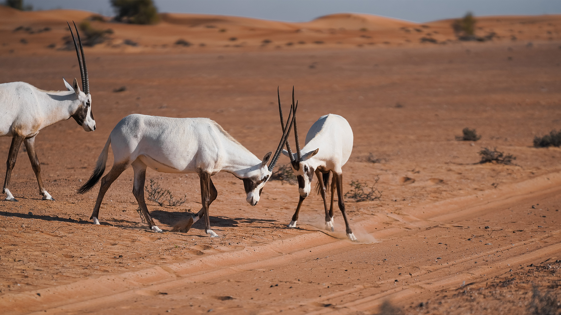 Evening Desert Safari In Dubai: Evening Desert Safari | Arabian Adventures